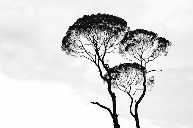 From Data to Masterpiece: How AI Art Generator Functions Softlist.io